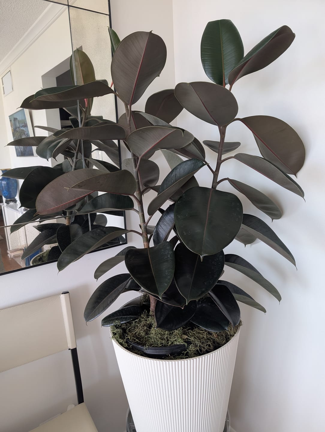 Customer photo review of Ficus Burgundy Bush, Rubber Tree