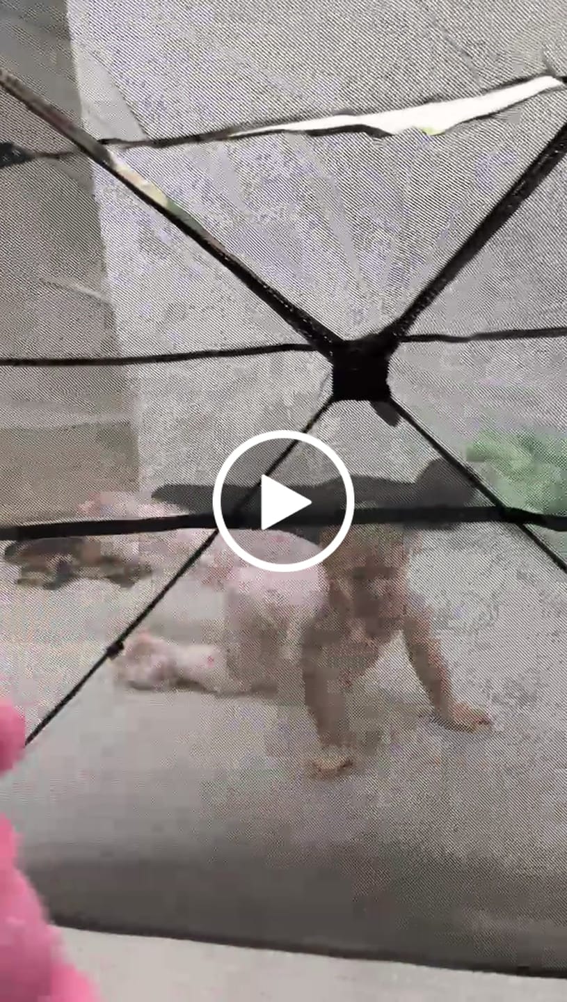 Customer video review of Tidewe Vis360 See-Through Ground Blind for Deer/ Turkey Hunting (3-4 Person)