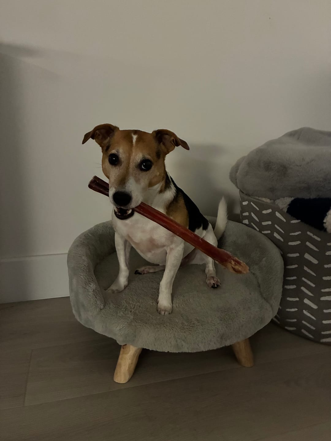 Customer photo review of 12 Inch Mega Monster Bully Stick (LIMITED)