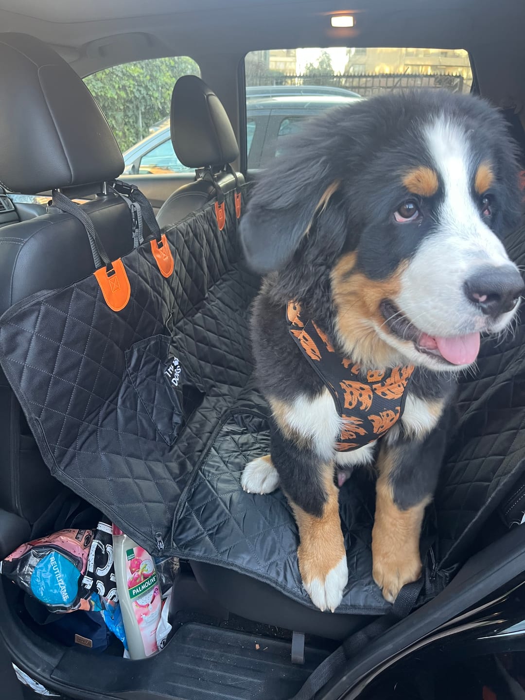 Customer photo review of Funda Impermeable para Asiento Trasero de Auto con Perros – THE DOGS