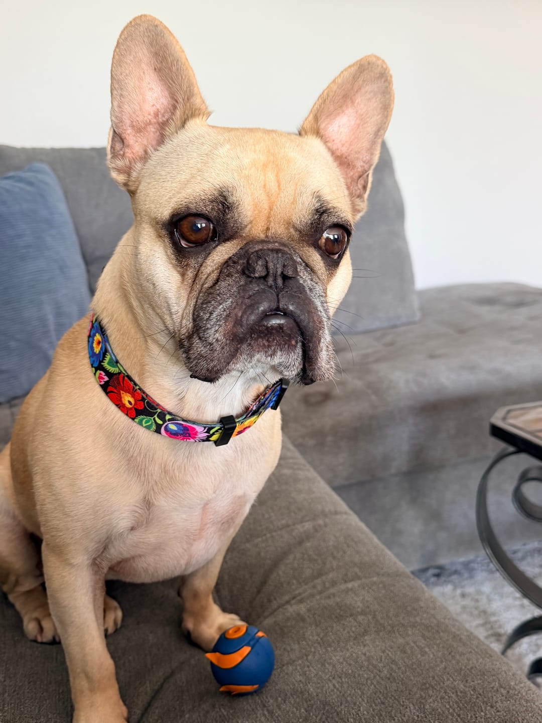 Customer photo review of Blackbird Dog Collar