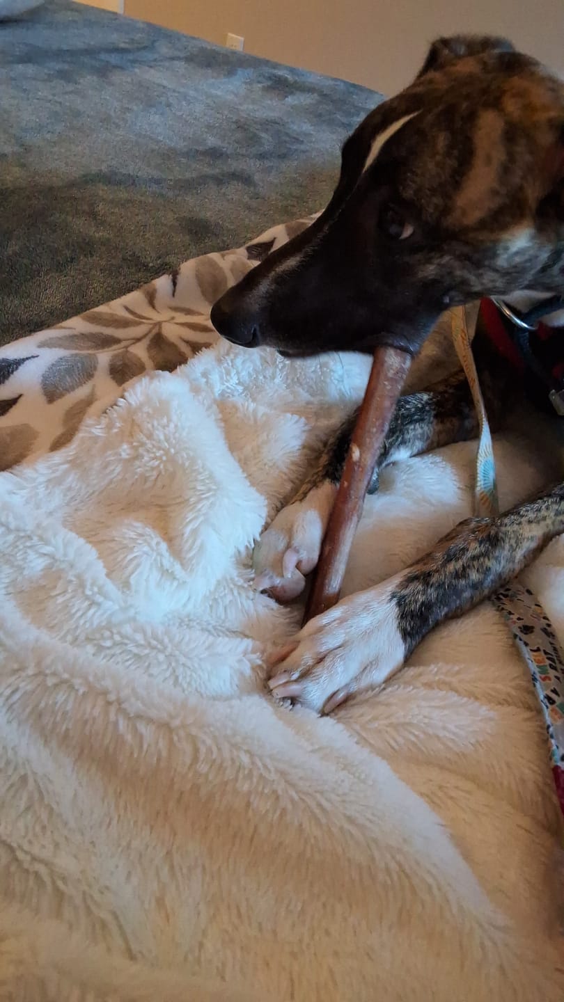 Customer photo review of 12 Inch Standard Bully Stick