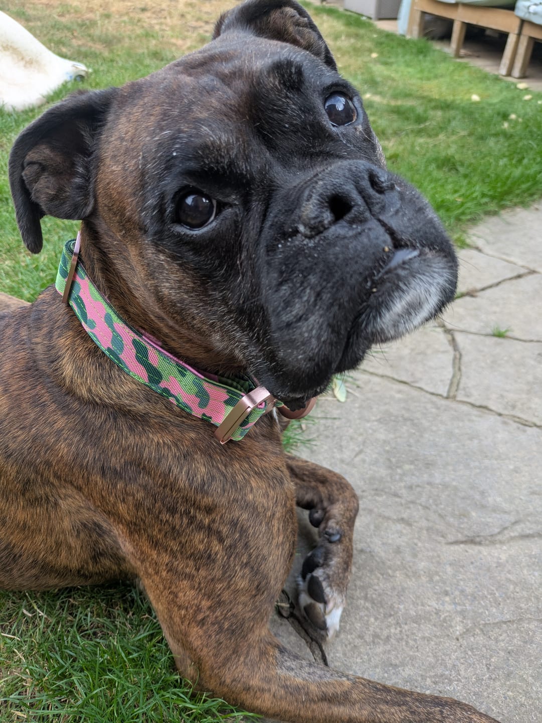 Customer photo review of 4cm Lighter Combat® Collar | With Handle & Secure Clip - Pink Camouflage