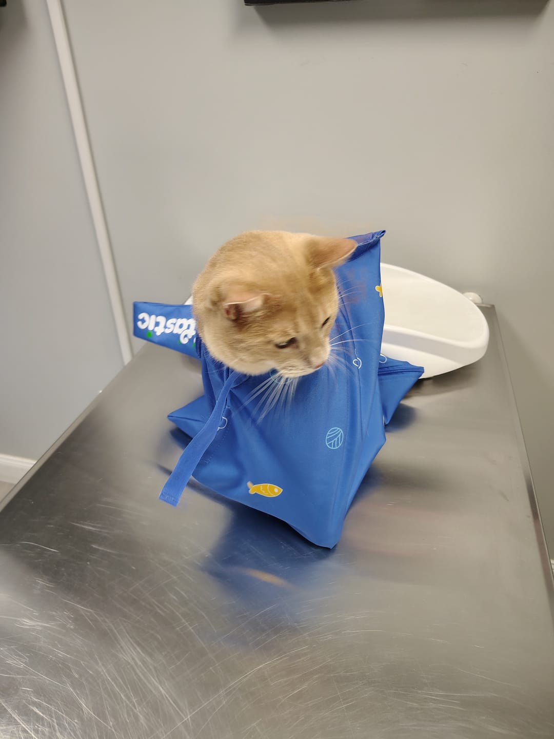 Customer photo review of Kitastic Cat Carrier