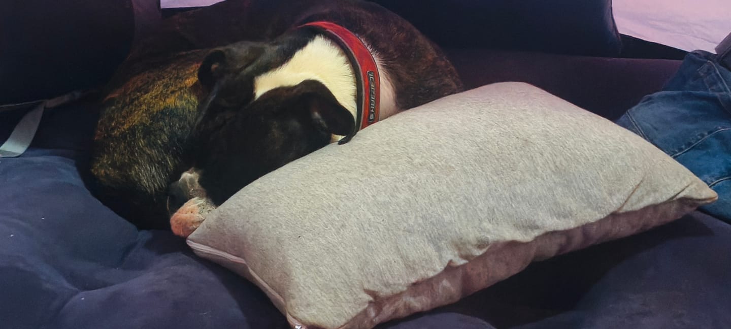 Customer photo review of AlpinSpirit Camping und Reisekissen [100% Baumwolle] Ultraleichtes Memory Foam Kissen