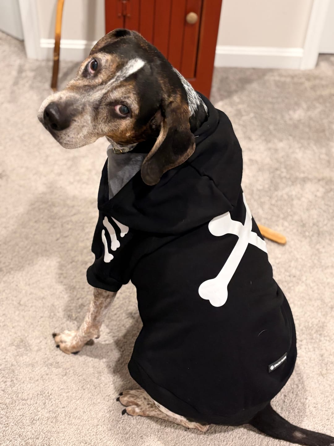 Customer photo review of "WOOF" Dog Hoodie - Black & Reflective