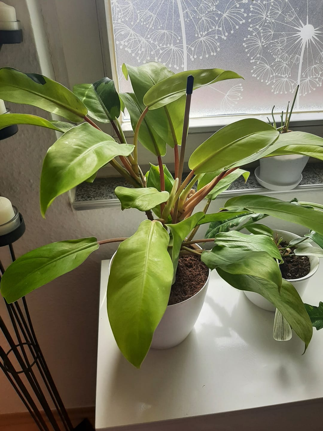 Customer photo review of PHILODENDRON MALAY GOLD