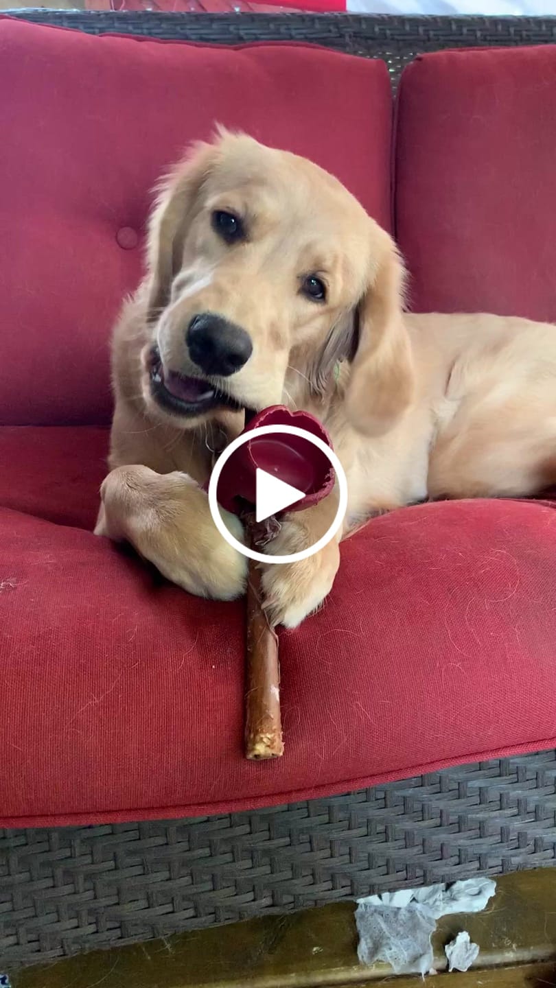 Customer video review of 10-12 Inch Champion Chew