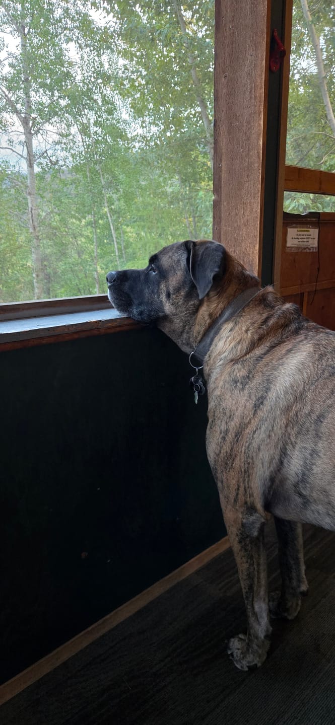 Customer photo review of 12 Inch Trachea Wrapped in Jerky