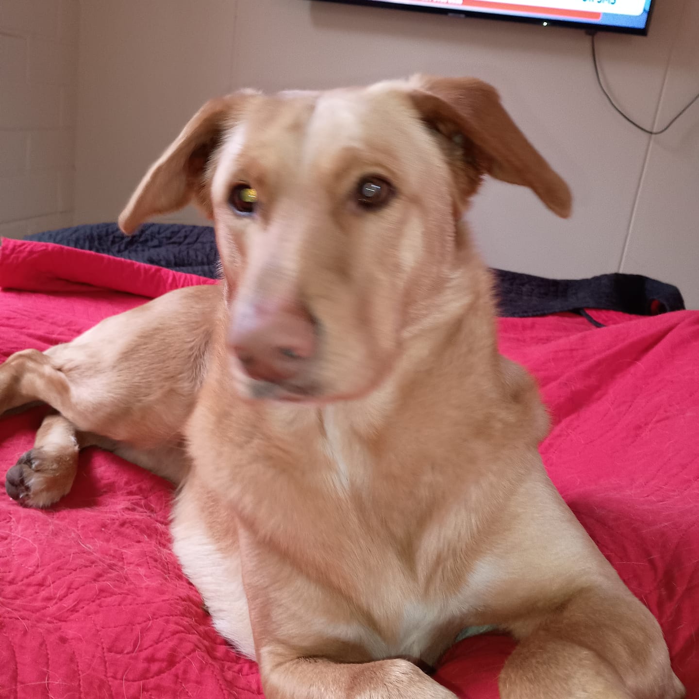 Customer photo review of PetFamily Foods Cerdo Nordico