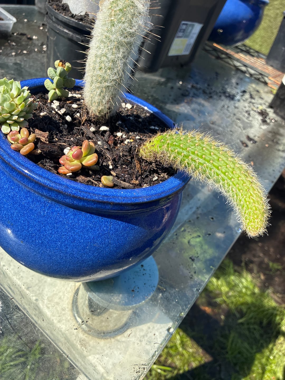 Customer photo review of Monkey Tail Cactus