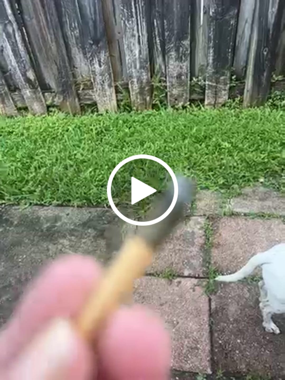 Customer video review of Gary Payton Shake (BOGO)