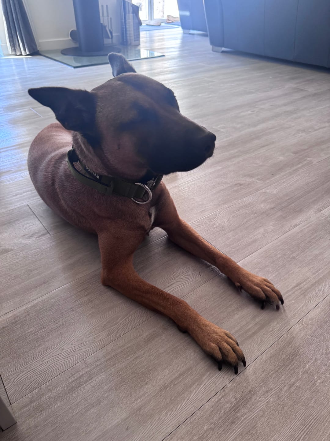 Customer photo review of Performance collar with handle 4CM - Khaki