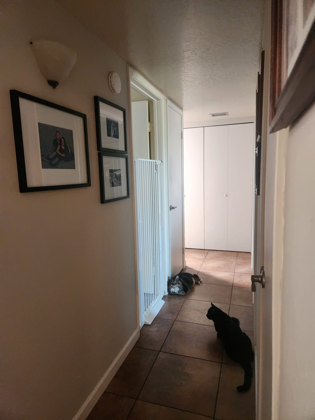 Customer photo review of FairyBaby 57" Extra Tall Pet Gate for  Big Dogs and Curious Climbers