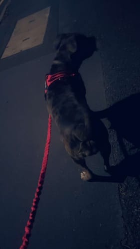 Customer's dog wearing a red harness on an evening walk, seen from above with a leash attached.