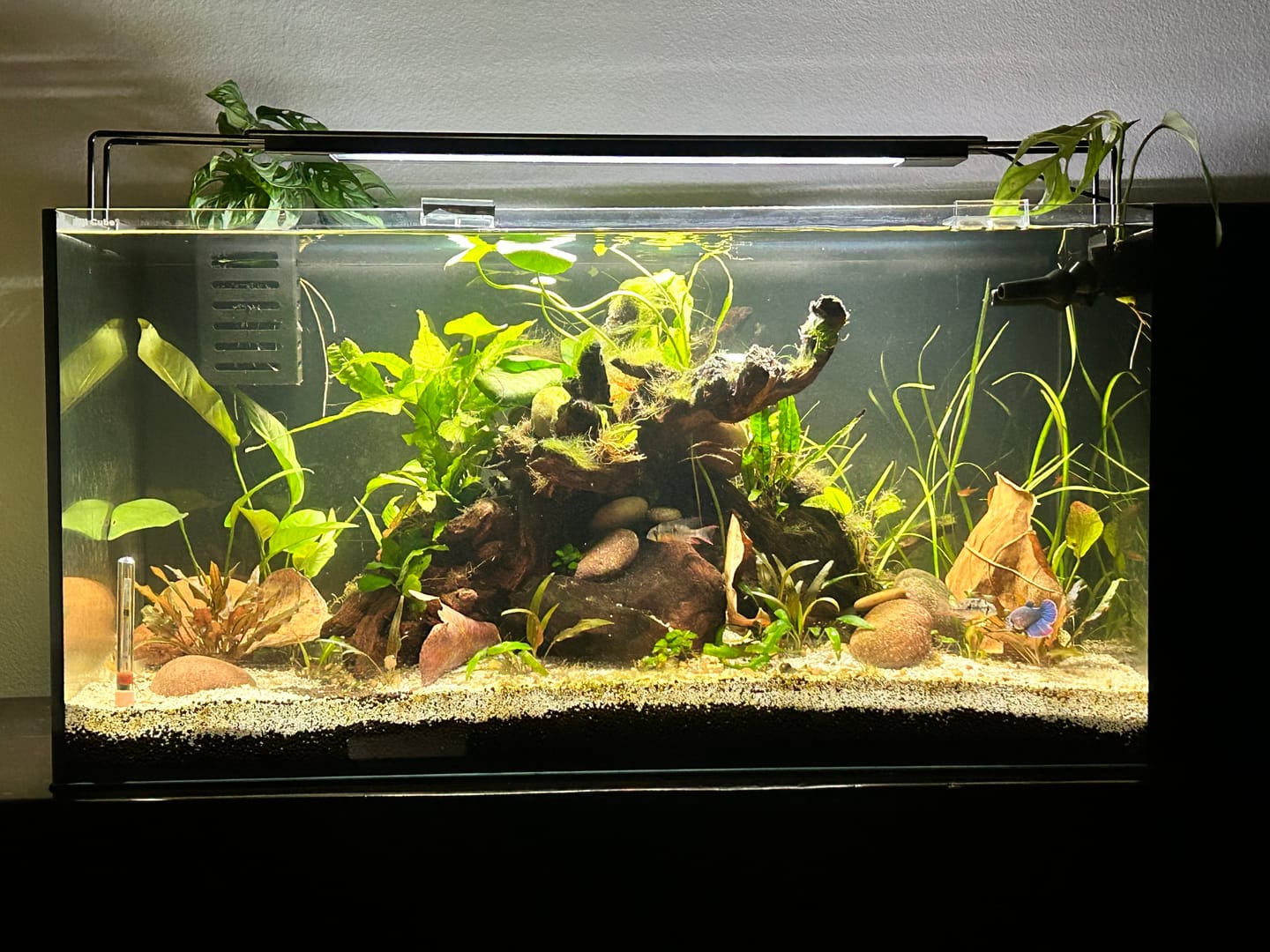 Customer photo review of Fiji Cube 38 Gallon Peninsula Rimless AIO Glass Nano Tank - PRO Series