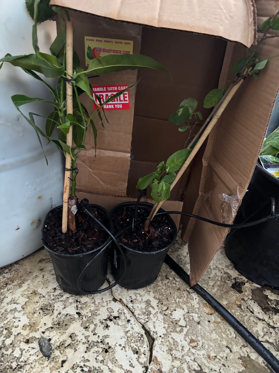Customer photo review of Carrie (Condo) Mango Grafted