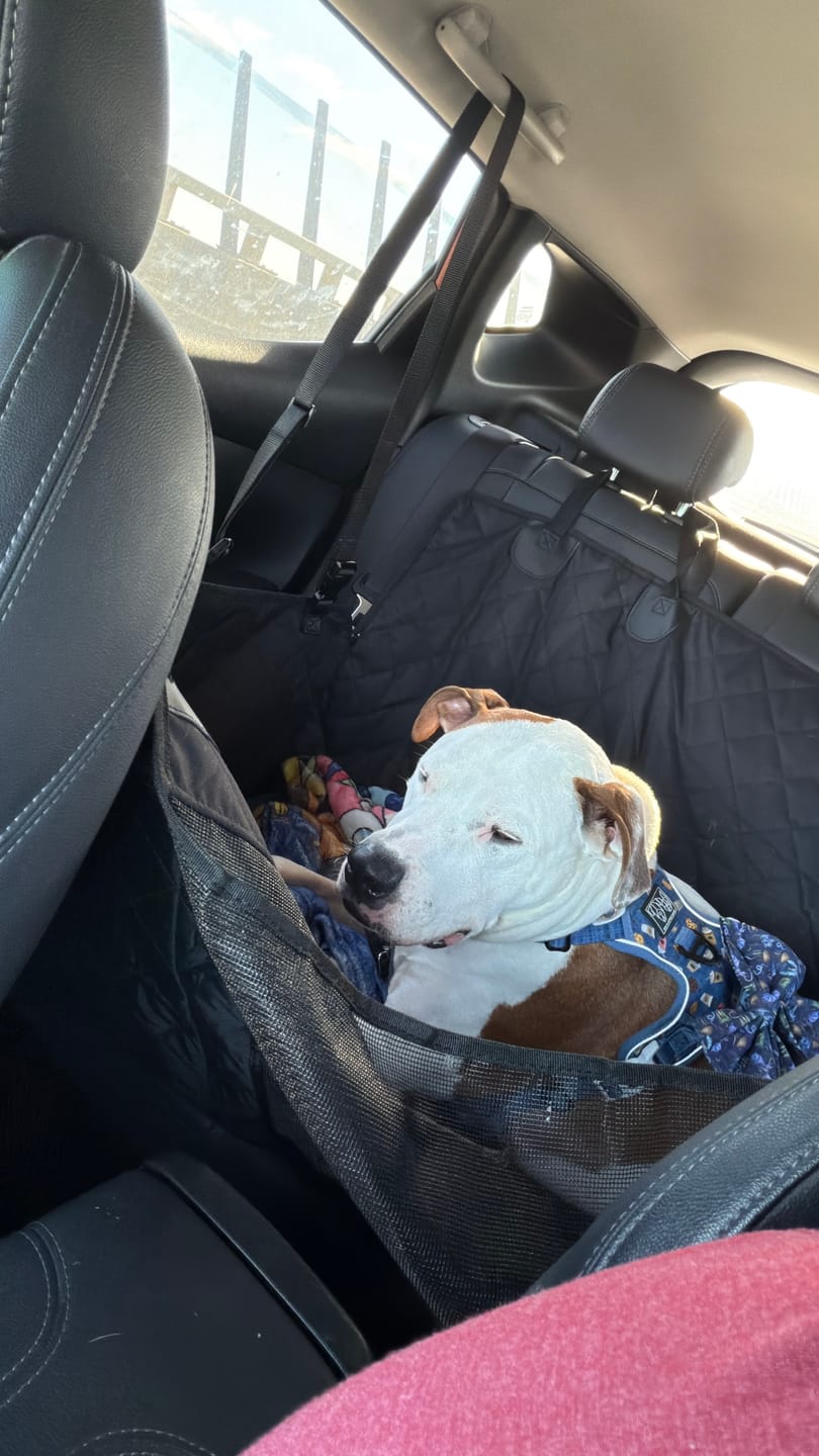 Customer photo review of 4-in-1 Dog Car Seat Cover
