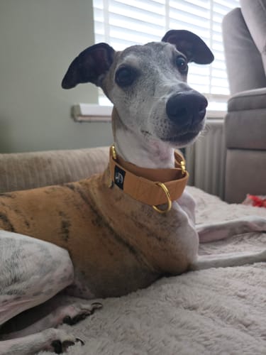 Customer photo review of Martingale Collars - Soft with Brassed Fittings
