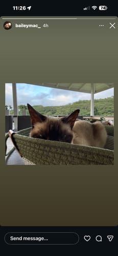 Customer's Instinct Basket containing a Siamese cat, outdoors on a patio.