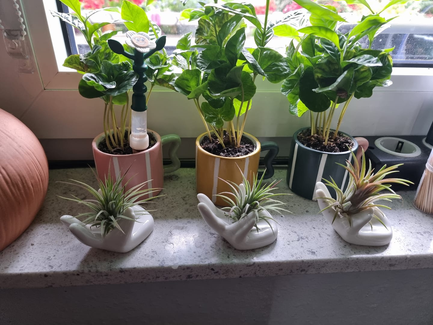 Customer photo review of Tillandsia argentea