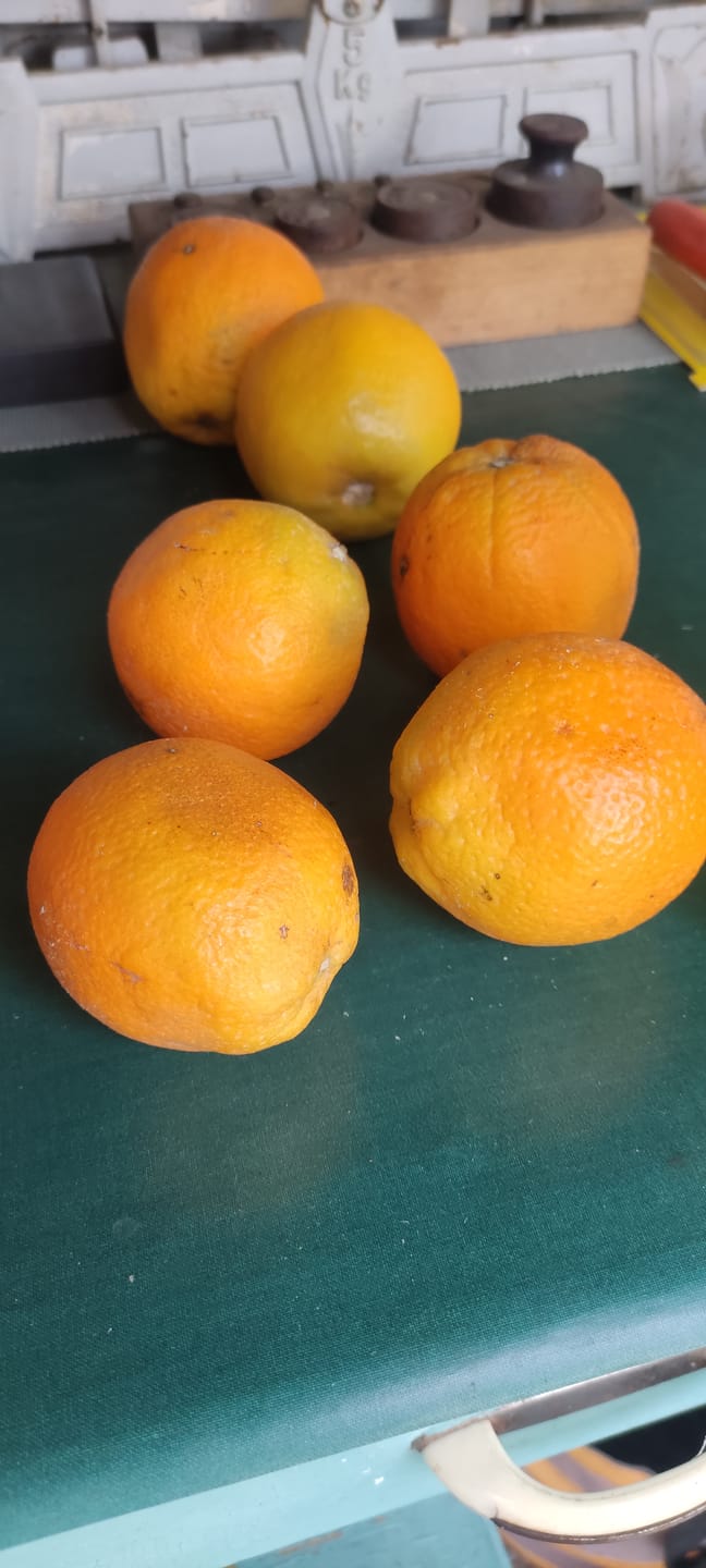 Customer photo review of Orangen Lane Late Bio von Apostolis Kreta 4kg Box