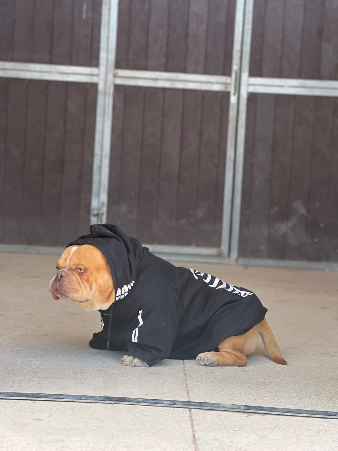 Customer photo review of Halloween Dog Hoodie - Reflective Skeleton (2)