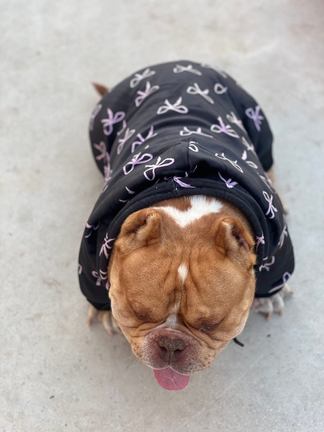 Customer photo review of Coquette Dog Hoodie
