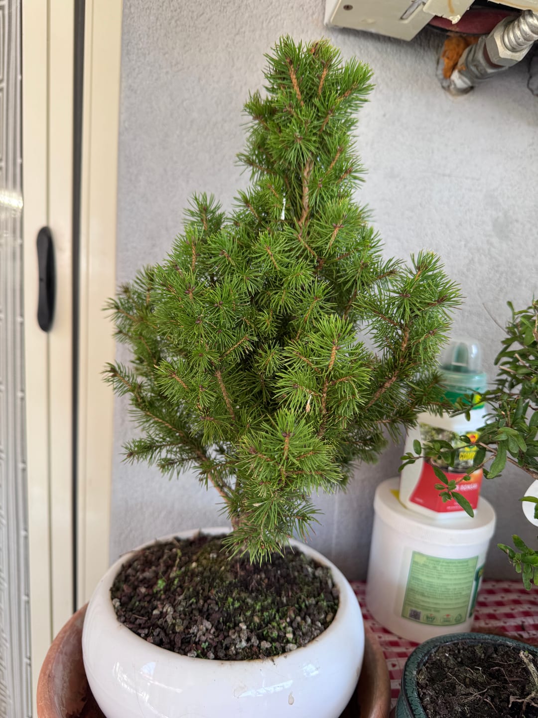 Customer photo review of BASIC CB® TERRICCIO SUBSTRATO PER BONSAI ENTRY LEVEL