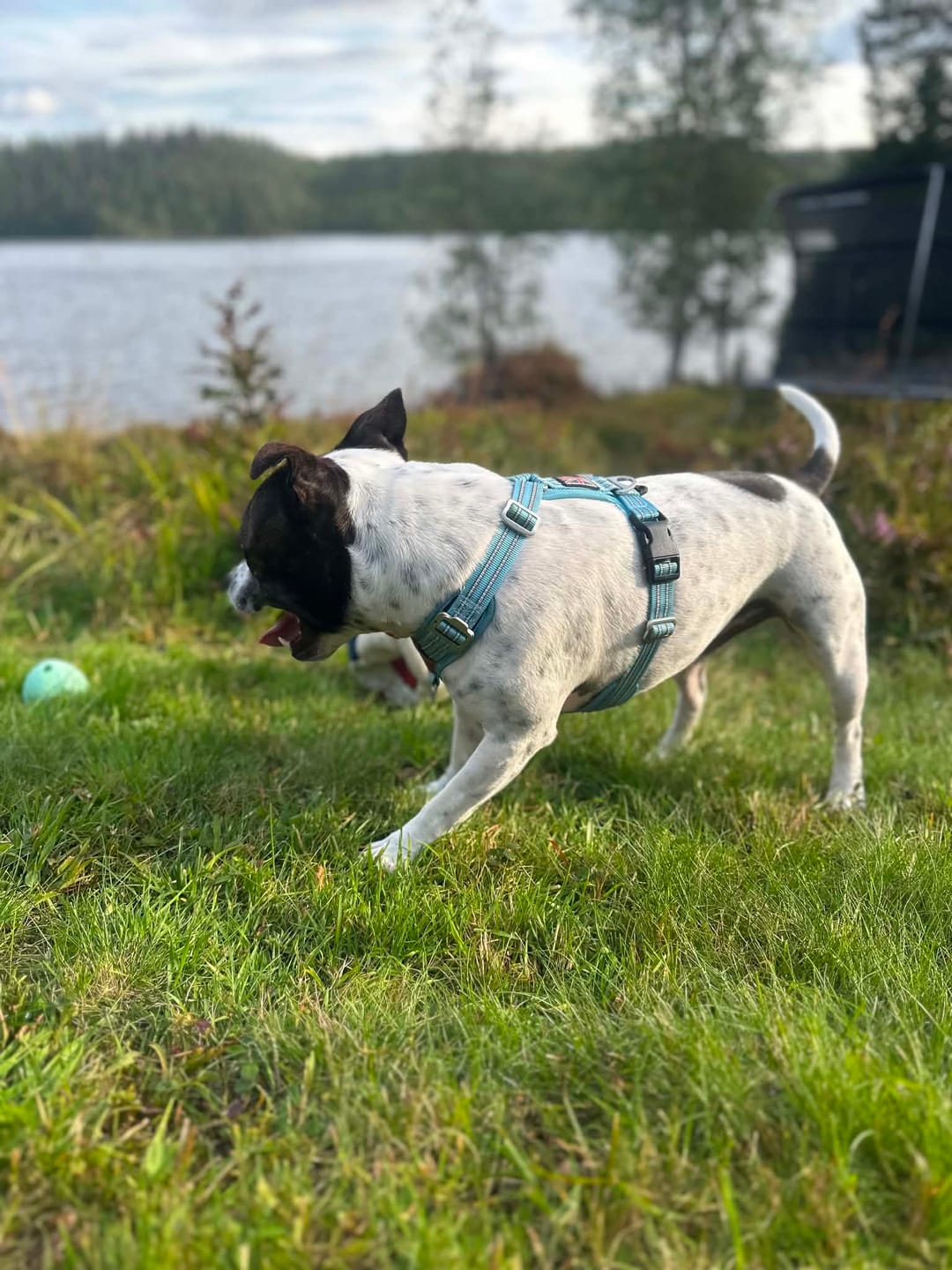 Customer photo review of Staffordshire Bull Terrier 1935® Harness & Leash Set - Stanley Edition - Baby Blue