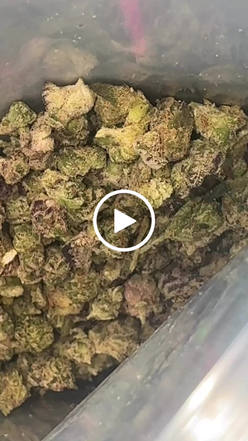Customer video review of Galactic Runtz Indoor MICROS - 14 Grams - Indica