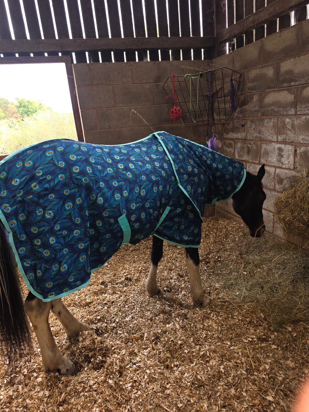 Customer photo review of Peacock Fleece