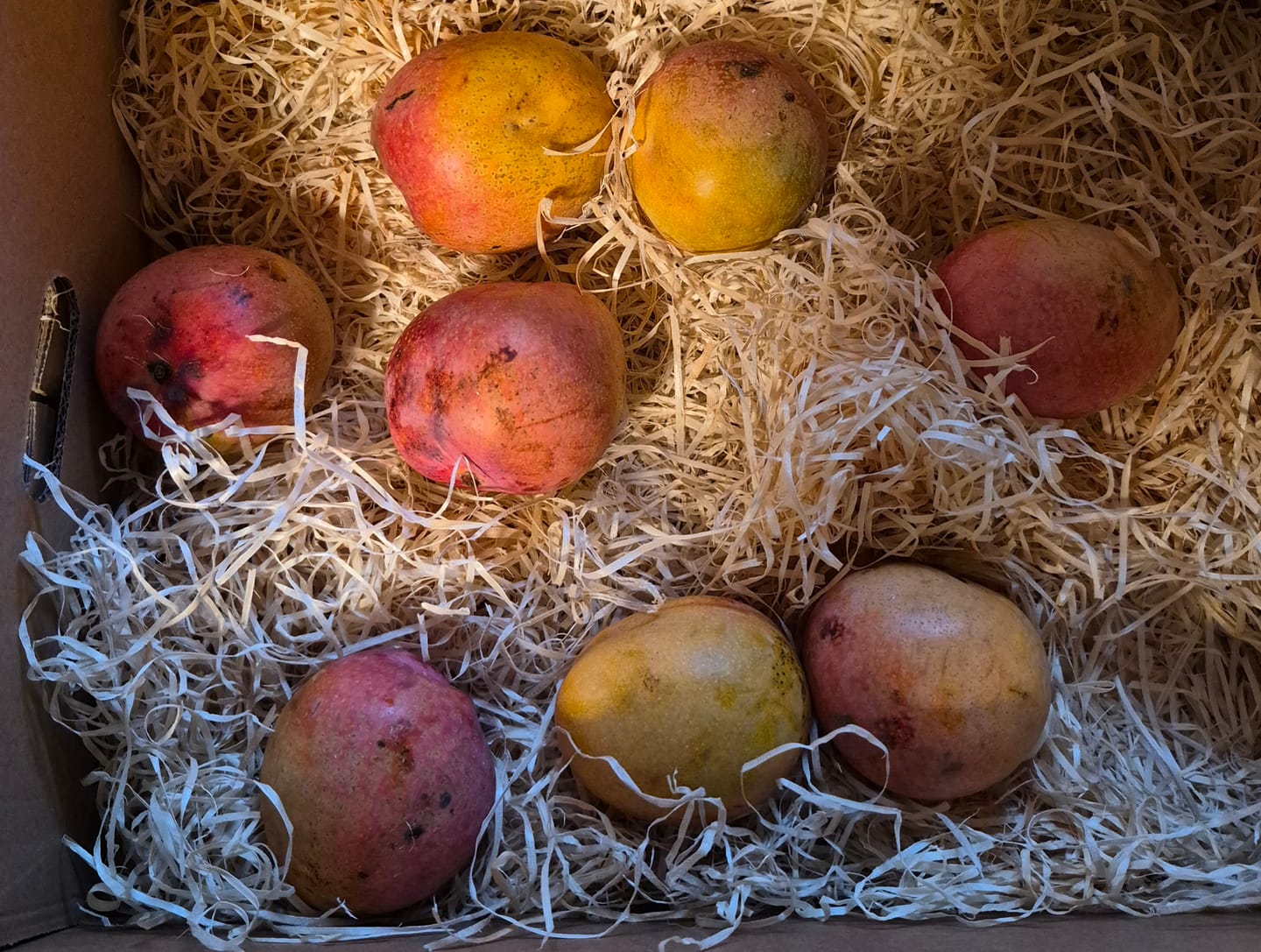 Customer photo review of Mini-Mango Tropigold von Antonio Aktionspreis %