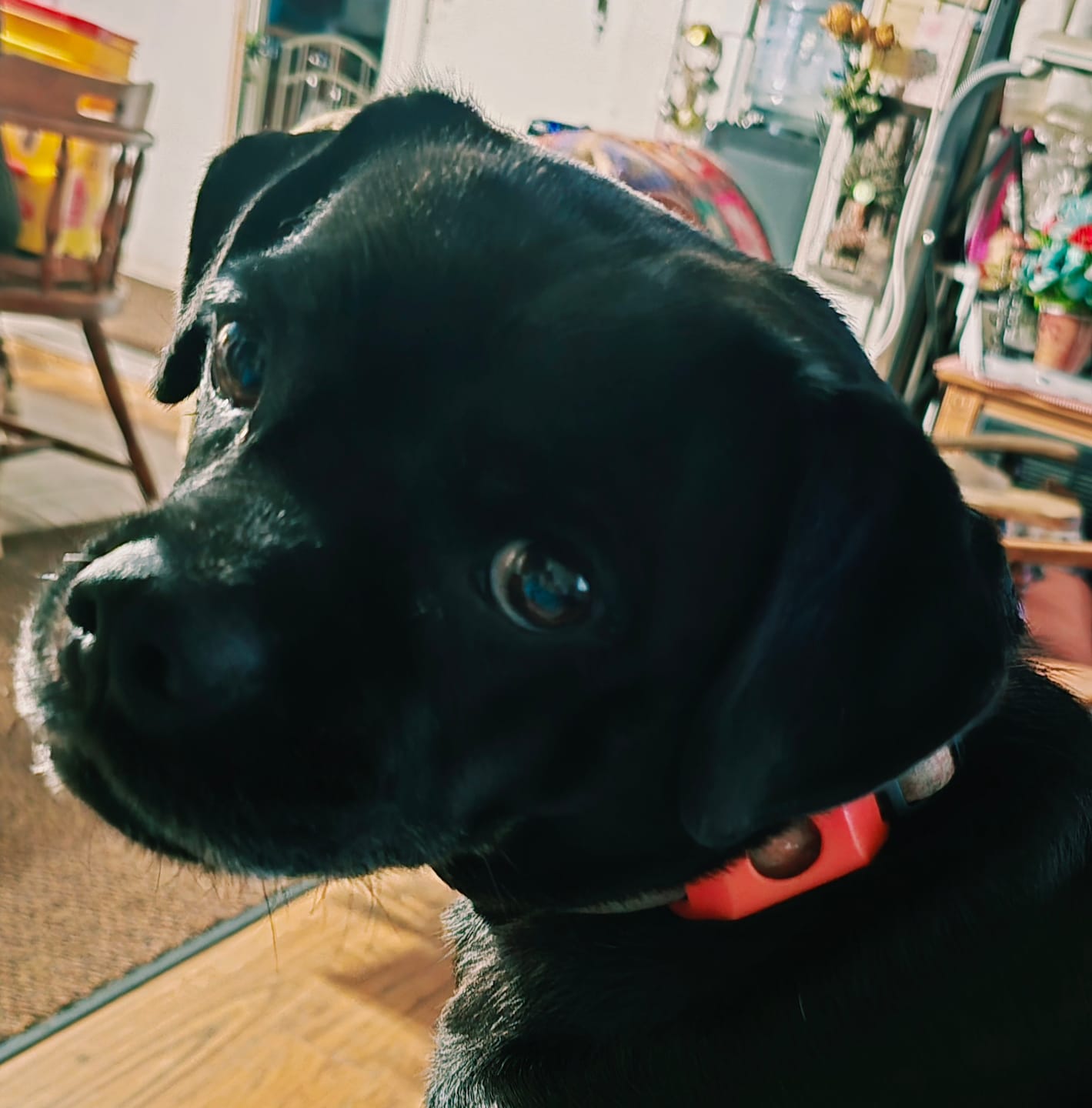 Customer photo review of FurLife™ 12 Months Flea and Tick Free