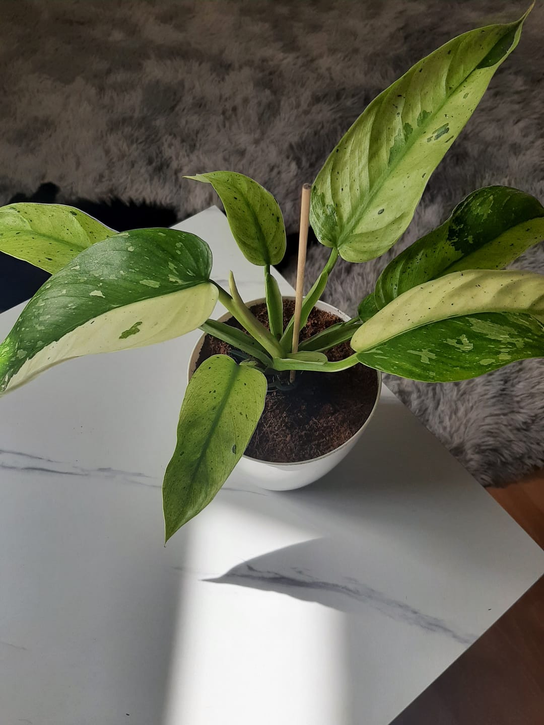Customer photo review of PHILODENDRON JOSE BUONO