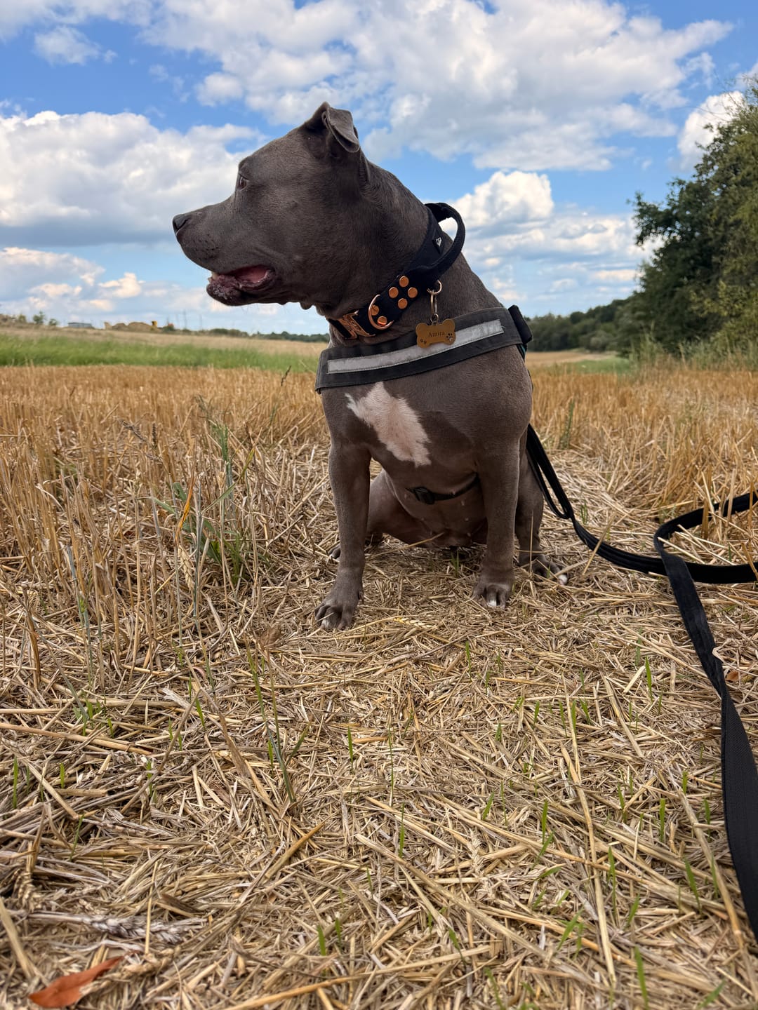 Customer photo review of Szeroka obroża półzaciskowa - Martingale Black Edition Czarna