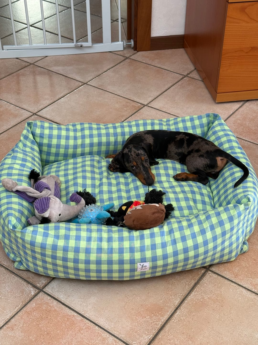 Customer photo review of Divanetto per Cani Quadretto Giallo e Turchese |  Made in Italy | Leo & Luna