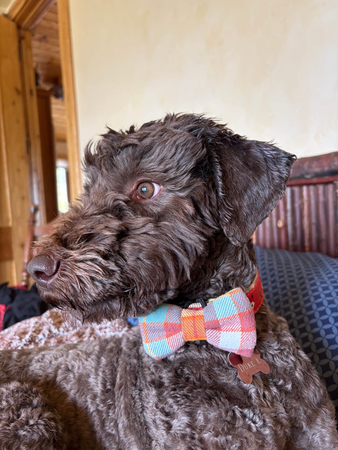 Customer photo review of Fall Plaid Dog Bow Tie for Dog Collar and Cat Collar- Orange & Blue