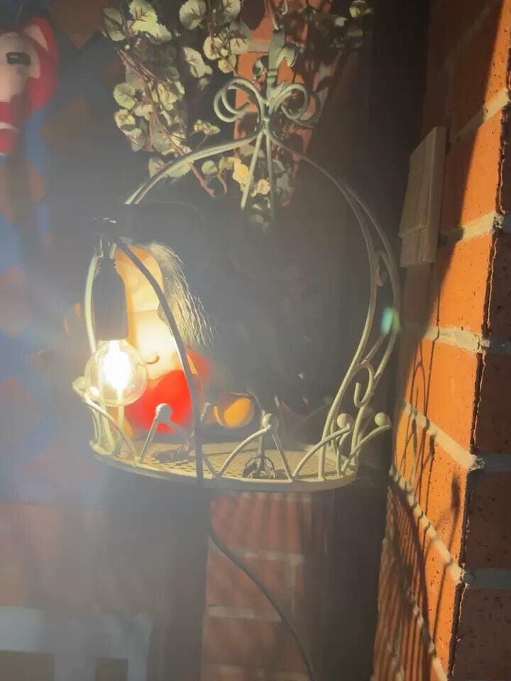 Customer photo review of Table Lamp, Raven Resin Sculpture, E14 Edison Bulb, White or Black