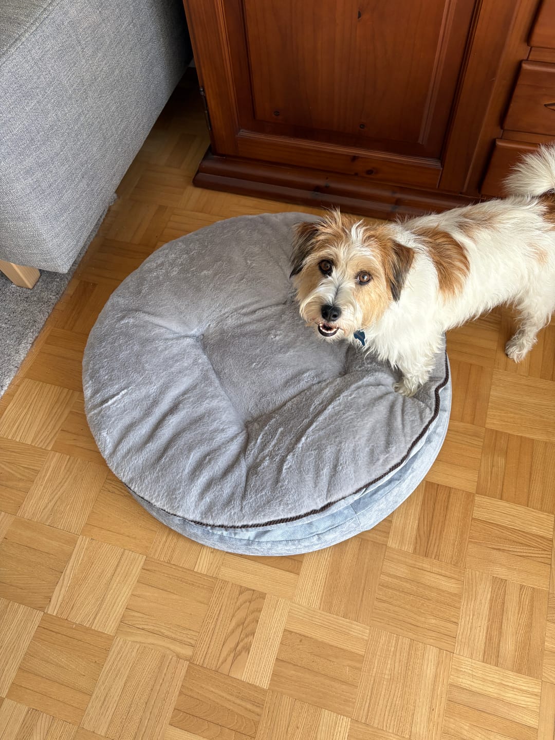 Customer photo review of Orthopädische Hundeinsel "Easy"