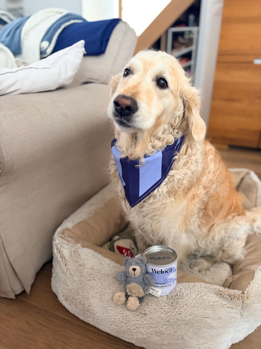 Customer photo review of Bandana pour chien ou chat