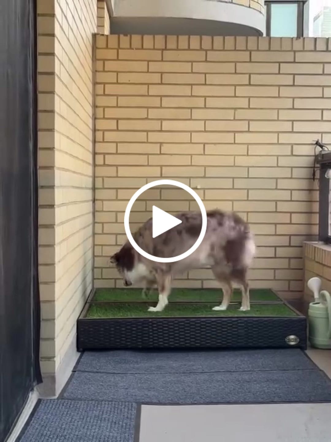 Customer video review of Porch Potty MEGA