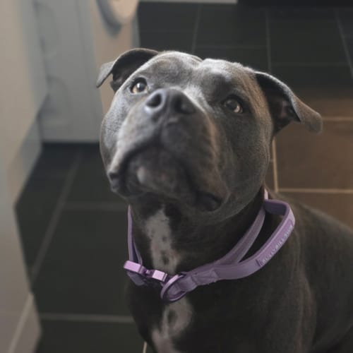 Customer's dog looking up, wearing a lavender Lighter Combat Collar with a handle and metallic hardware.
