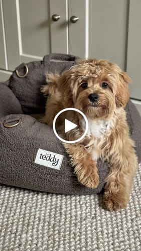 Customer video review of Chocolate | The Cosy Car Seat