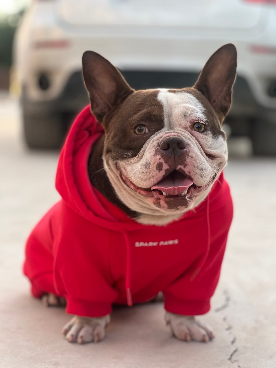 Customer photo review of Essential Dog Hoodie - Crimson Red