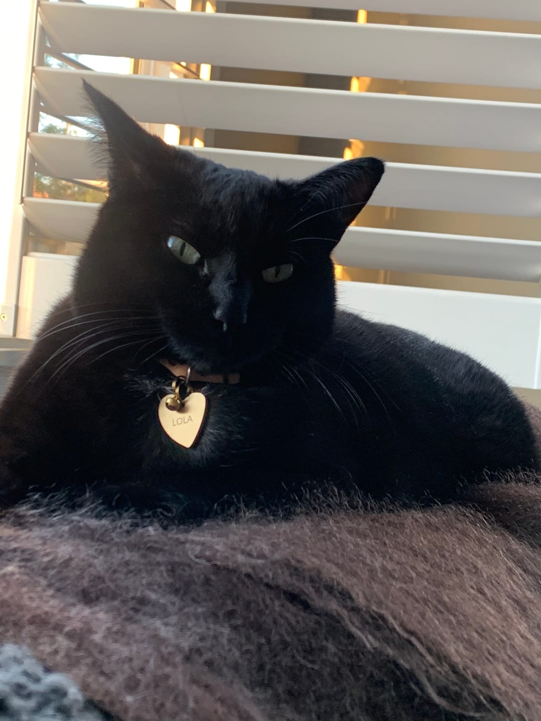 Customer photo review of Me Heart Pet ID Tag