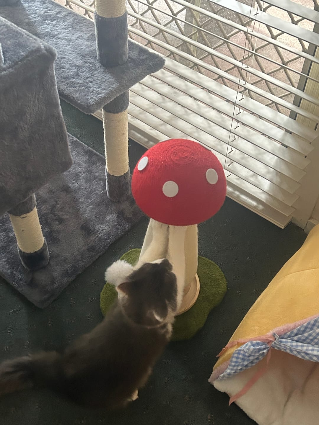 Customer photo review of NUMERI® Mushroom Cat Scratch Post with Toy Ball Track