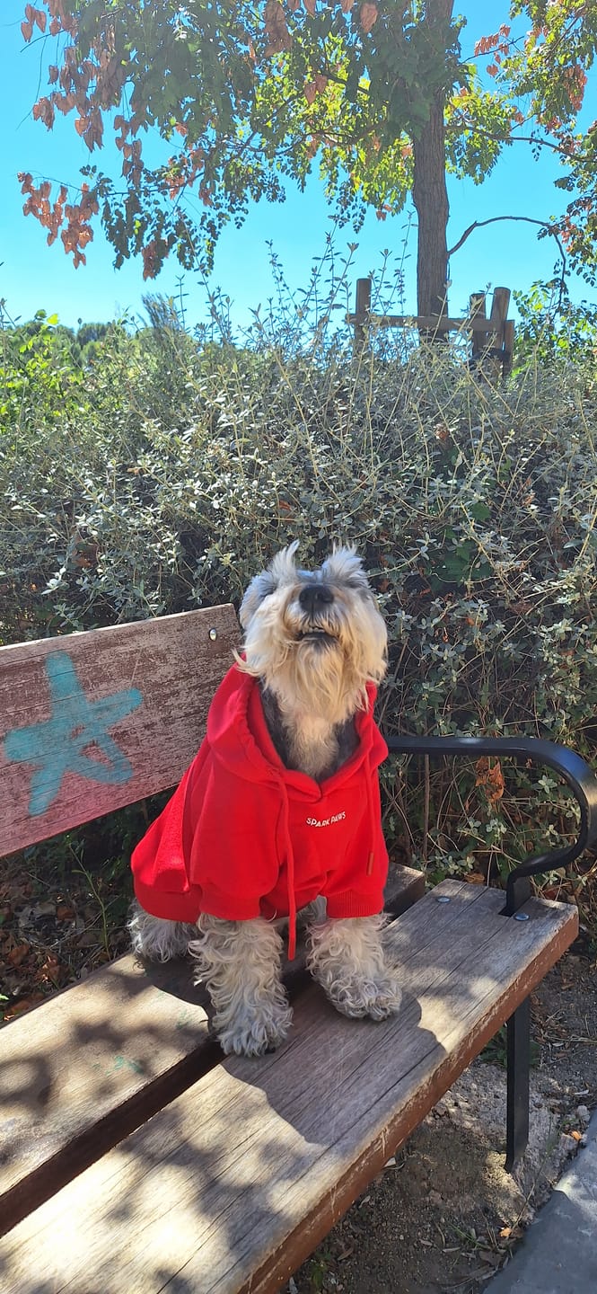 Customer photo review of Essential Dog Hoodie - Crimson Red