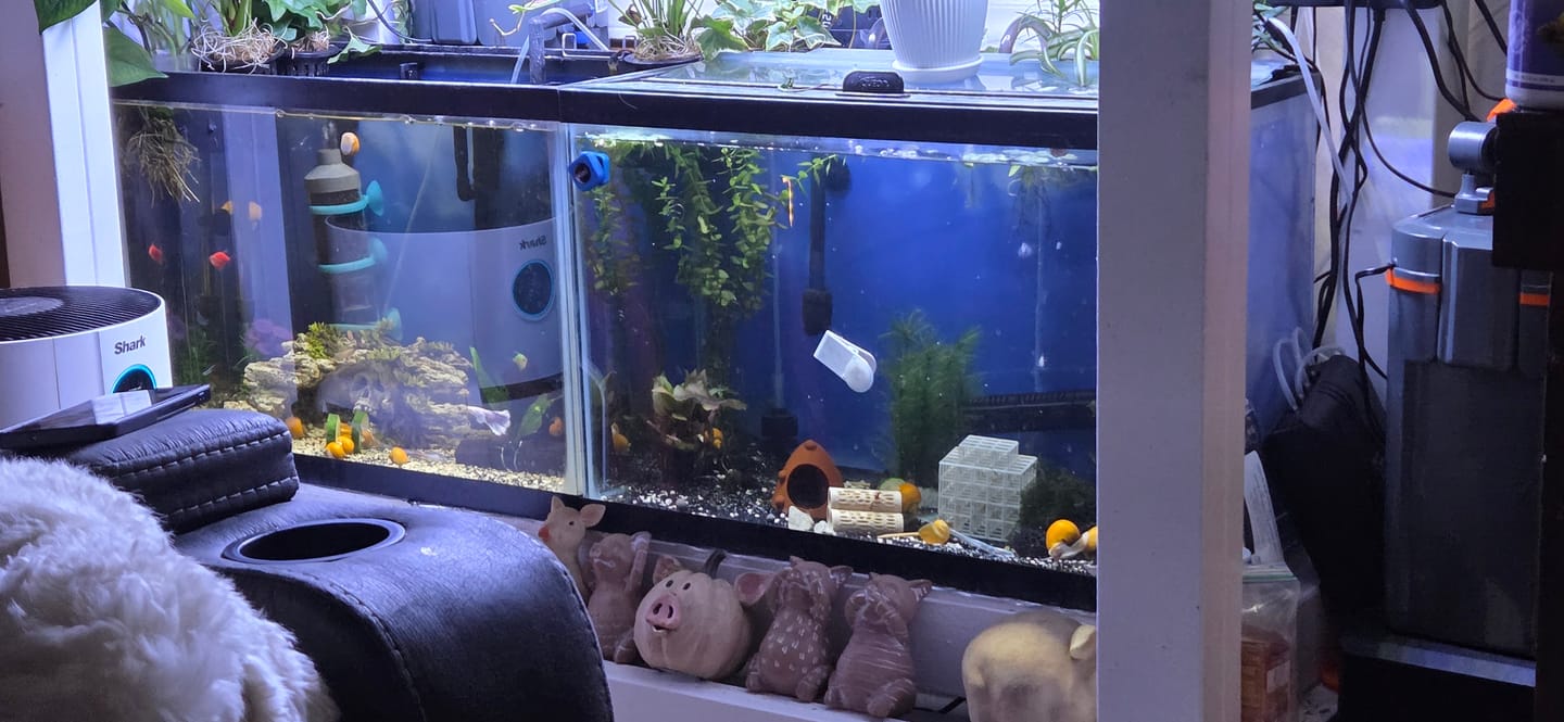 Customer photo review of Blue Bolt Shrimp (Caridina cantonensis var. “Blue Bolt”), Tank-Bred