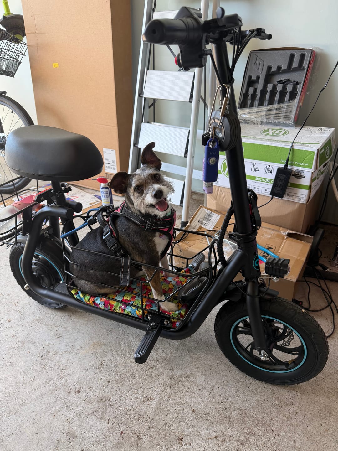 Customer photo review of Gyroor 800W(Peak) Electric Scooter with Large Basket for Pets & Cargo
